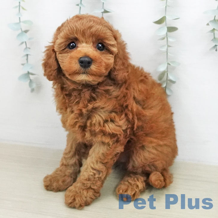 神奈川県のトイプードル(トイ) (ペットプラス 座間店/2026年1月29日生まれ/女の子/レッド)の子犬の1枚目の画像