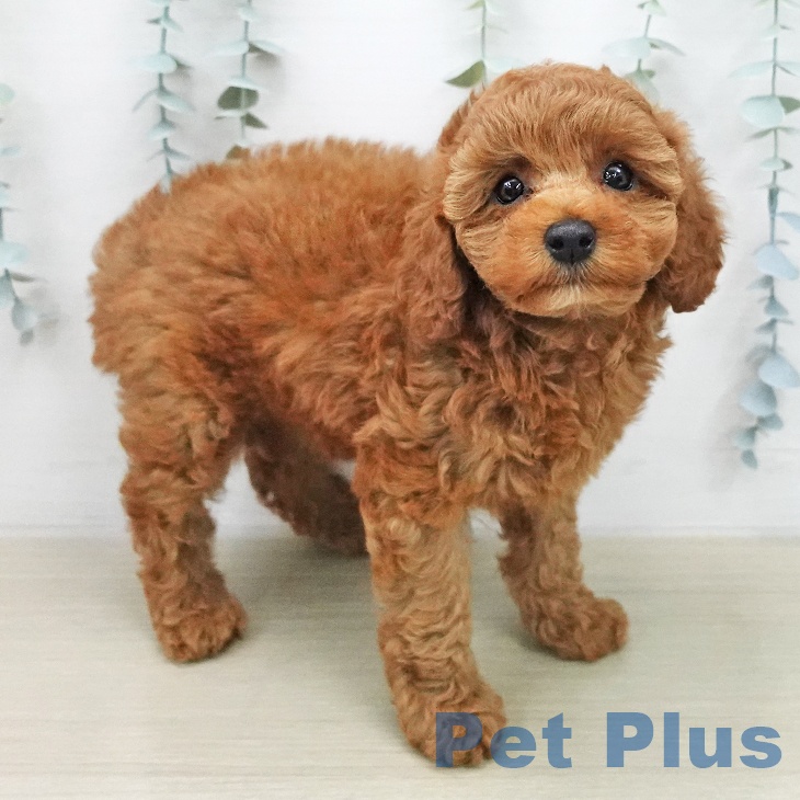 神奈川県のトイプードル(トイ) (ペットプラス 座間店/2026年1月29日生まれ/女の子/レッド)の子犬の2枚目の画像