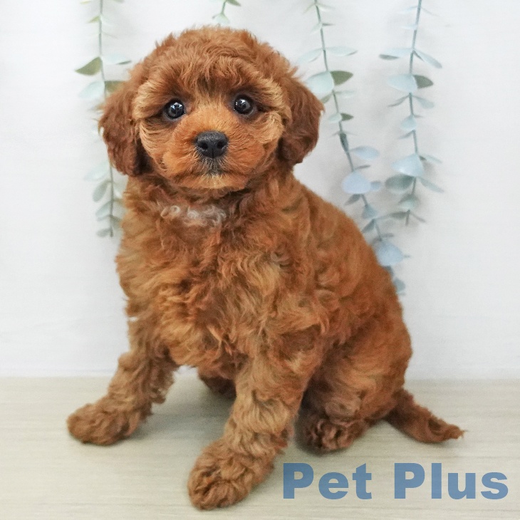 神奈川県のトイプードル(トイ) (ペッツワン 横須賀久里浜店/2026年1月29日生まれ/女の子/レッド)の子犬