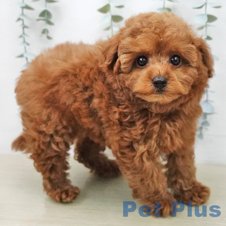 神奈川県のトイプードル(トイ) (ペットプラス テラスモール湘南店/2026年1月24日生まれ/男の子/レッド)の子犬の1枚目の画像