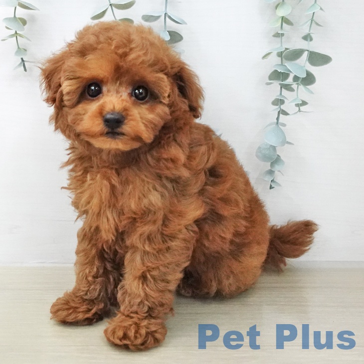 神奈川県のトイプードル(トイ) (ペットプラス テラスモール湘南店/2026年1月24日生まれ/男の子/レッド)の子犬の2枚目の画像