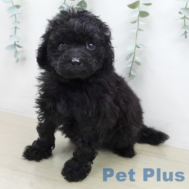 東京都のトイプードル(トイ) (ペットプラス アクアシティお台場店/2026年1月22日生まれ/男の子/ブラック)の子犬