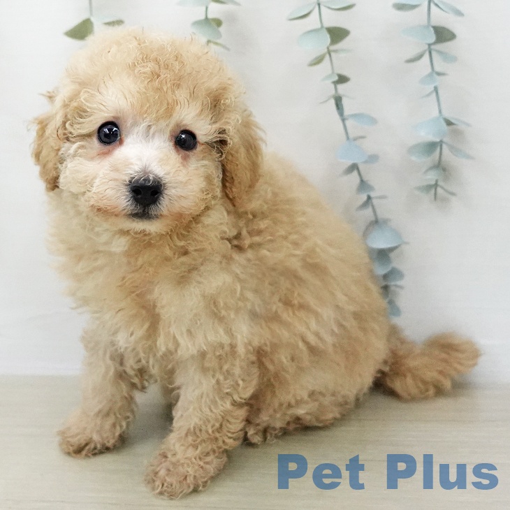 東京都のトイプードル(トイ) (ペットプラス アクアシティお台場店/2026年1月22日生まれ/女の子/アプリコット)の子犬
