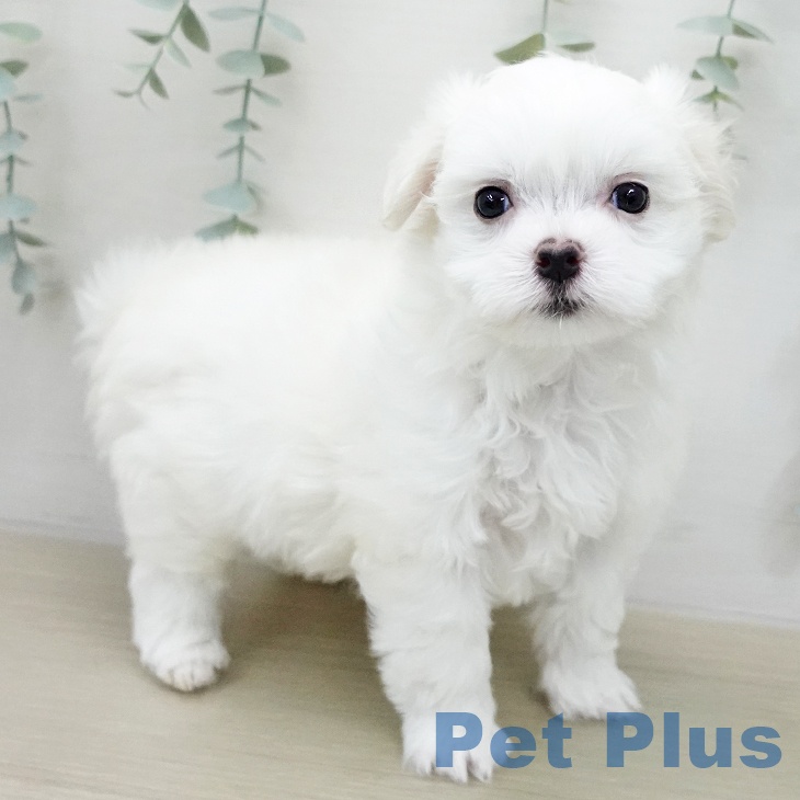 宮城県のマルチーズ (ペットプラス 名取店/2026年1月29日生まれ/男の子/ホワイト)の子犬の1枚目の画像