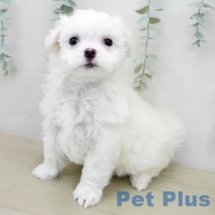 宮城県のマルチーズ (ペットプラス 名取店/2026年1月29日生まれ/男の子/ホワイト)の子犬の2枚目の画像