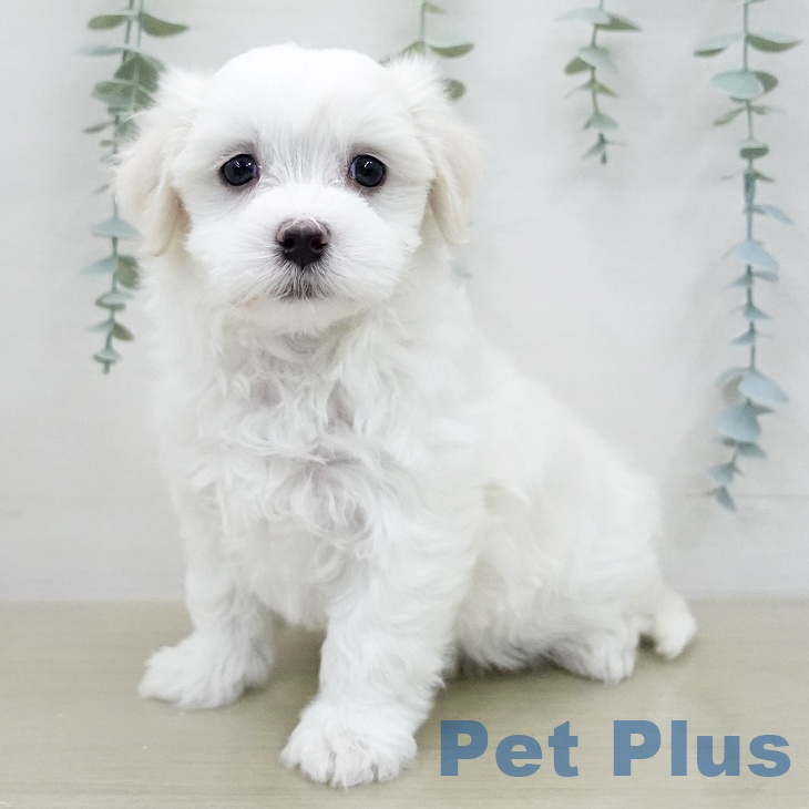 茨城県のマルチーズ (ペッツワン つくば店/2026年1月29日生まれ/男の子/ホワイト)の子犬