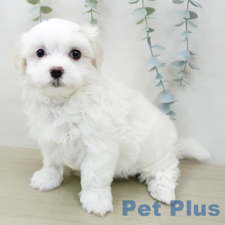 千葉県のマルチーズ (ペットプラス 柏店/2026年1月29日生まれ/女の子/ホワイト)の子犬の2枚目の画像