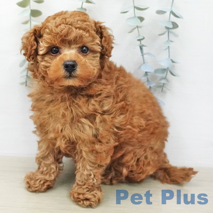 東京都のトイプードル(トイ) (ペッツワン 青梅インター店/2026年1月29日生まれ/男の子/レッド)の子犬