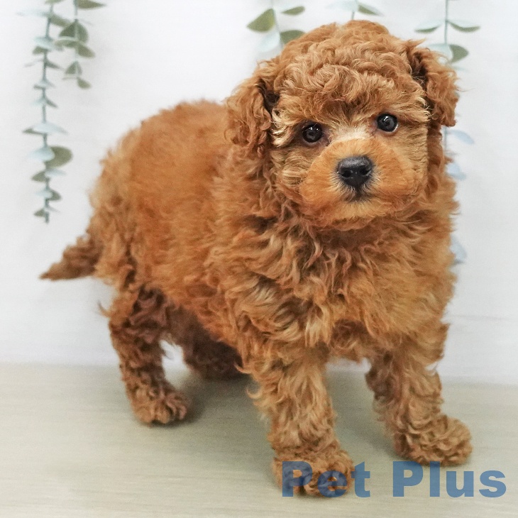 東京都のトイプードル(トイ) (ペッツワン 青梅インター店/2026年1月29日生まれ/男の子/レッド)の子犬の2枚目の画像