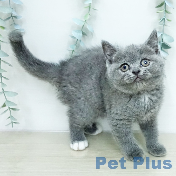東京都のブリティッシュショートヘアー (ペットプラス 大井町トラックス店/2026年1月29日生まれ/女の子/ブルー)の子猫の2枚目の画像