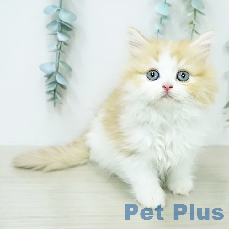 埼玉県のサイベリアン (ペットプラス ピオニウォーク東松山店/2026年1月29日生まれ/女の子/レッドタビーホワイト)の子猫