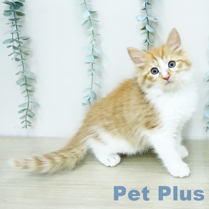 東京都のサイベリアン (ペットプラス 板橋店/2026年1月29日生まれ/男の子/レッドマッカレルタビーホワイト)の子猫の1枚目の画像