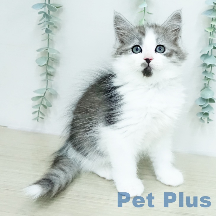 埼玉県のサイベリアン (ペットプラス 川口店/2026年1月29日生まれ/男の子/シルバーマッカレルタビーホワイト)の子猫の1枚目の画像
