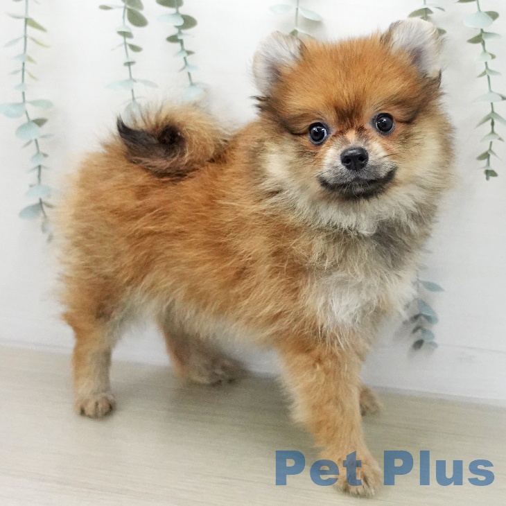 ポメラニアンの写真2