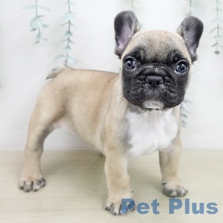 フレンチ・ブルドッグ