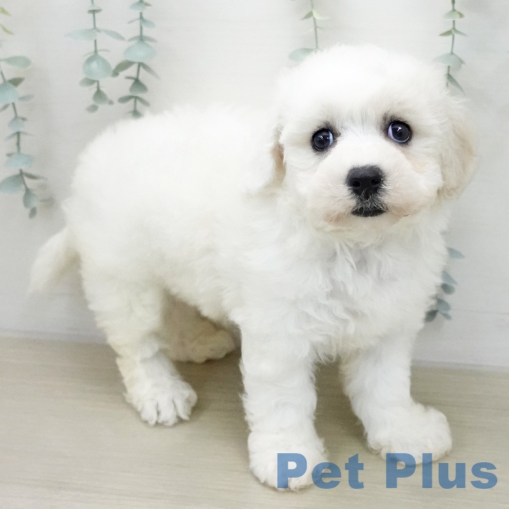 長野県のビションフリーゼ (ペットプラス 須坂店/2026年1月29日生まれ/女の子/ホワイト)の子犬
