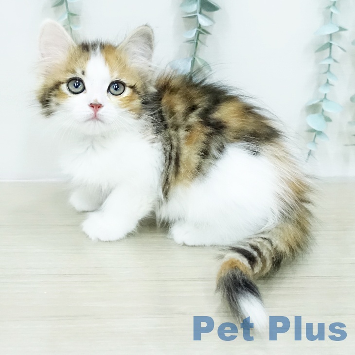 埼玉県のサイベリアン (ペットプラス ららぽーと富士見店/2026年1月29日生まれ/女の子/トービーホワイト)の子猫