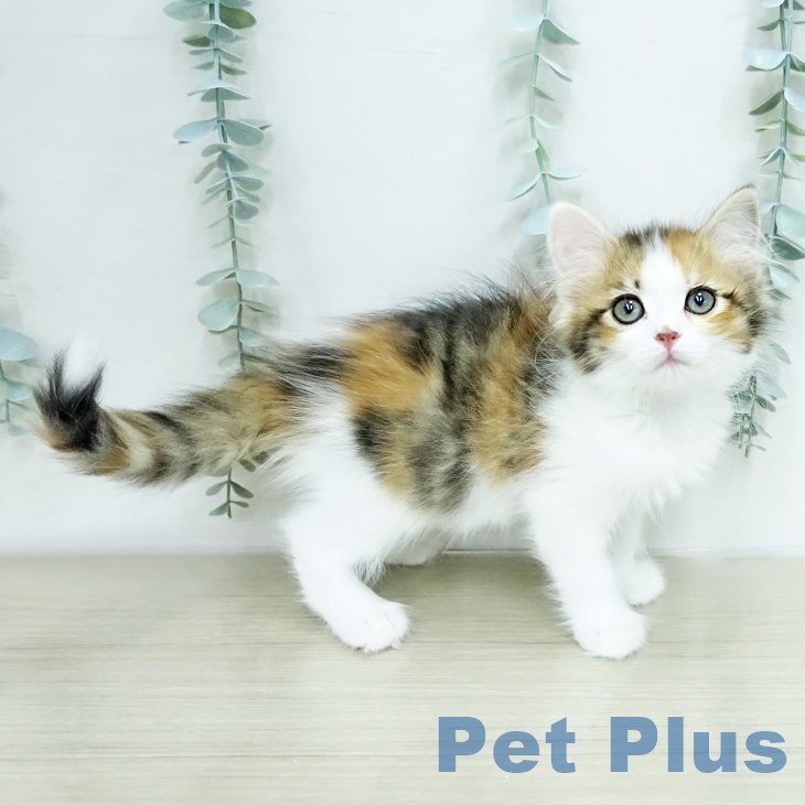 埼玉県のサイベリアン (ペットプラス ららぽーと富士見店/2026年1月29日生まれ/女の子/トービーホワイト)の子猫の2枚目の画像