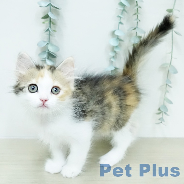 埼玉県のサイベリアン (ペットプラス イオンモール春日部店/2026年1月29日生まれ/女の子/トービーホワイト)の子猫