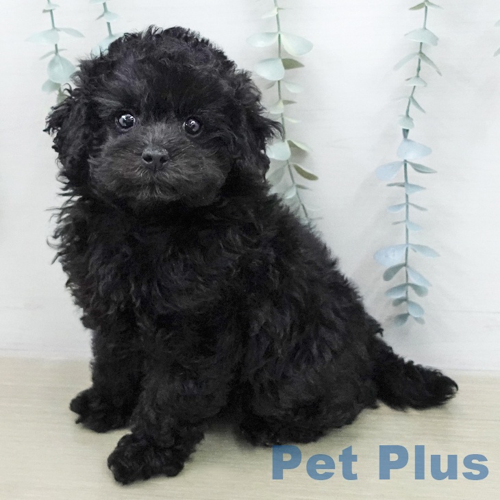 神奈川県のトイプードル(トイ) (ペットプラス 武蔵小杉店/2026年1月20日生まれ/女の子/ブラック)の子犬