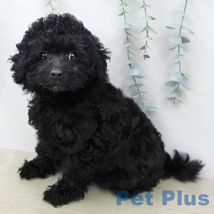 千葉県のトイプードル(トイ) (ペットプラス 船橋店/2026年1月20日生まれ/女の子/ブラック)の子犬