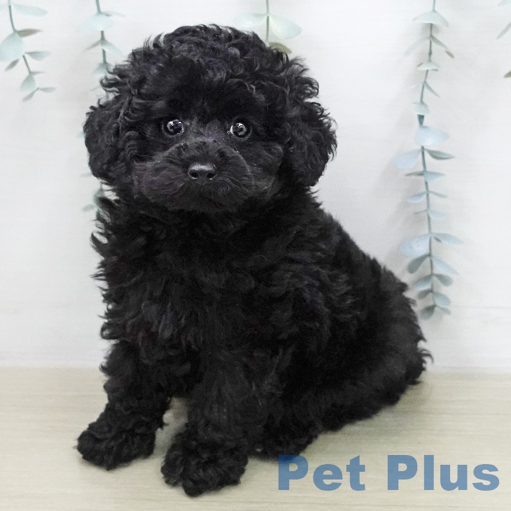 茨城県のトイプードル(トイ) (ペッツワン つくば店/2026年1月26日生まれ/男の子/ブラック)の子犬