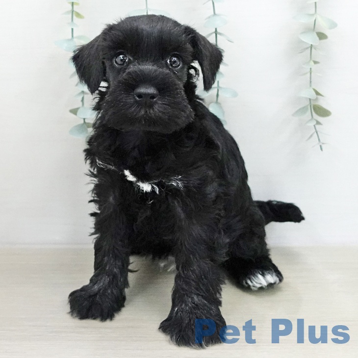 ミニチュア・シュナウザー