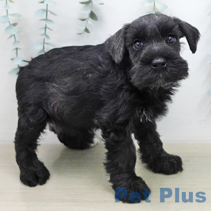 ミニチュア・シュナウザーの写真2