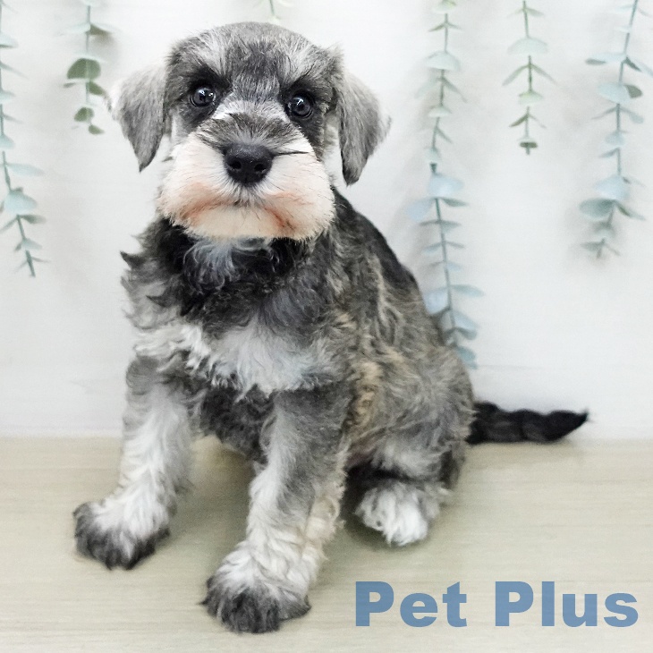 千葉県のミニチュアシュナウザー (ペットプラス ユーカリが丘店/2026年1月28日生まれ/女の子/ソルトペッパー)の子犬