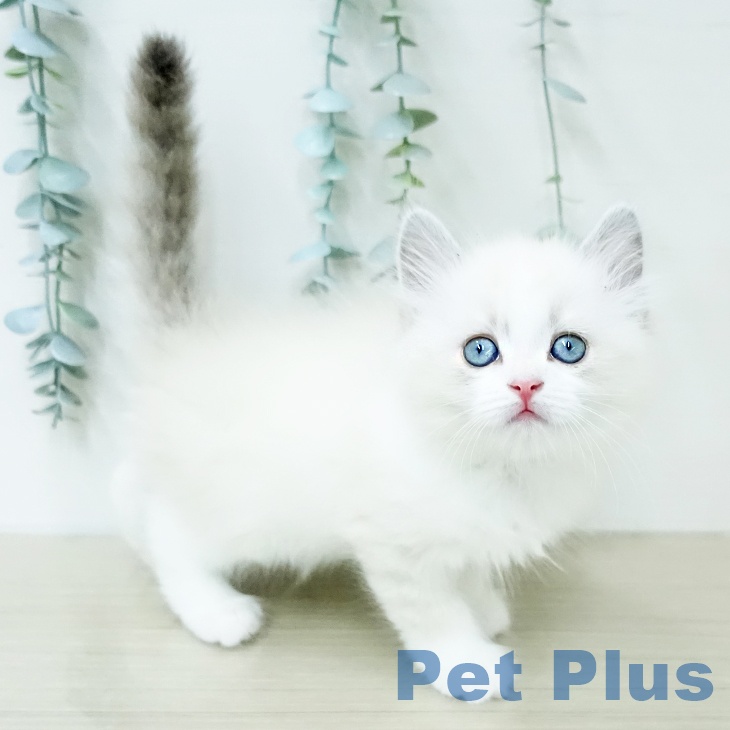 ネヴァマスカレード