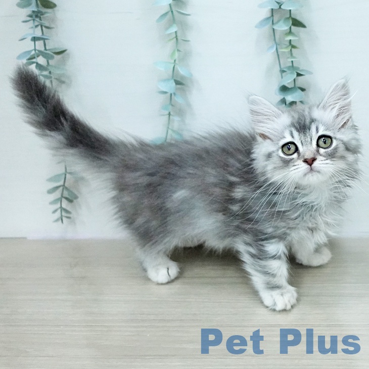 埼玉県のミヌエット (ペットプラス ららぽーと富士見店/2025年12月29日生まれ/男の子/ブルーシルバータビー)の子猫の2枚目の画像