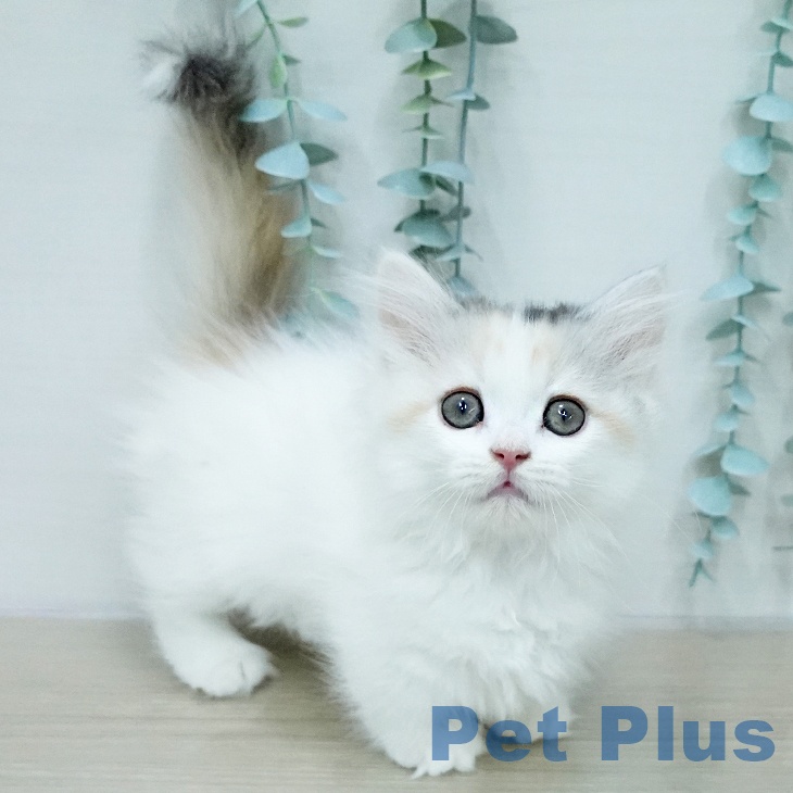 岡山県のミヌエット (ペットプラス 岡山店/2026年1月20日生まれ/女の子/ダイリュートキャリコ)の子猫