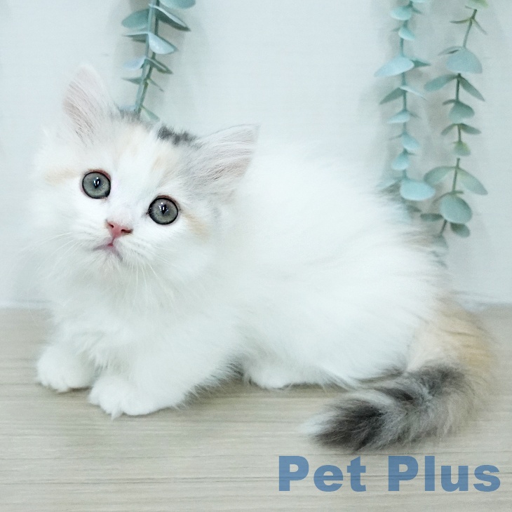 岡山県のミヌエット (ペットプラス 岡山店/2026年1月20日生まれ/女の子/ダイリュートキャリコ)の子猫の2枚目の画像