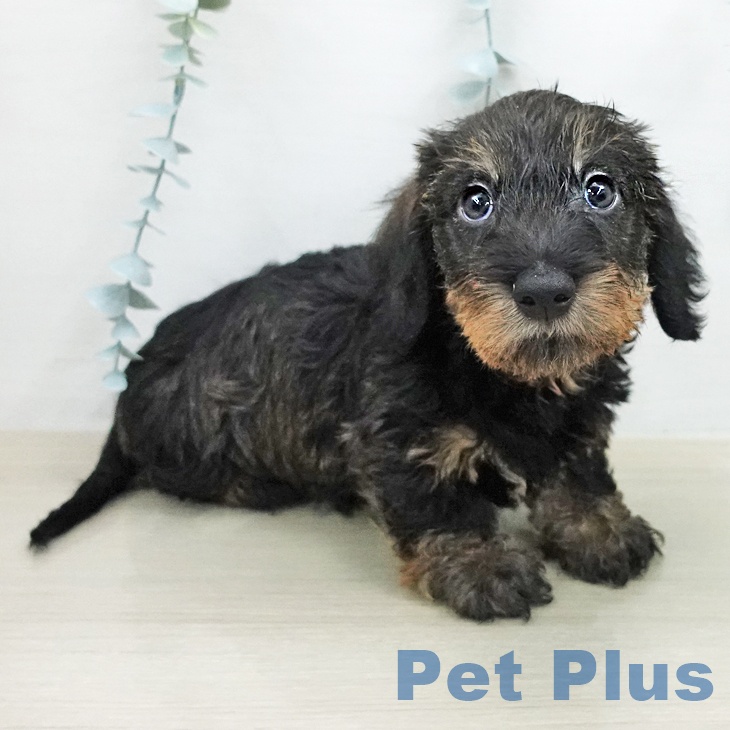 ミニチュア・ダックスフンド