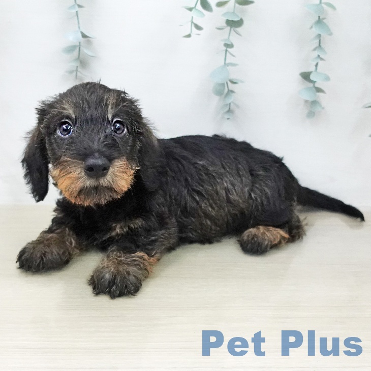 ミニチュア・ダックスフンドの写真2