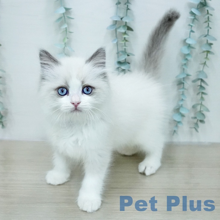 神奈川県のラグドール (ペットプラス モザイクモール港北店/2026年1月29日生まれ/男の子/ブルーポイントバイカラー)の子猫