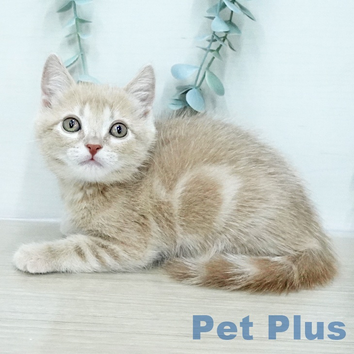 アメリカンショートヘア