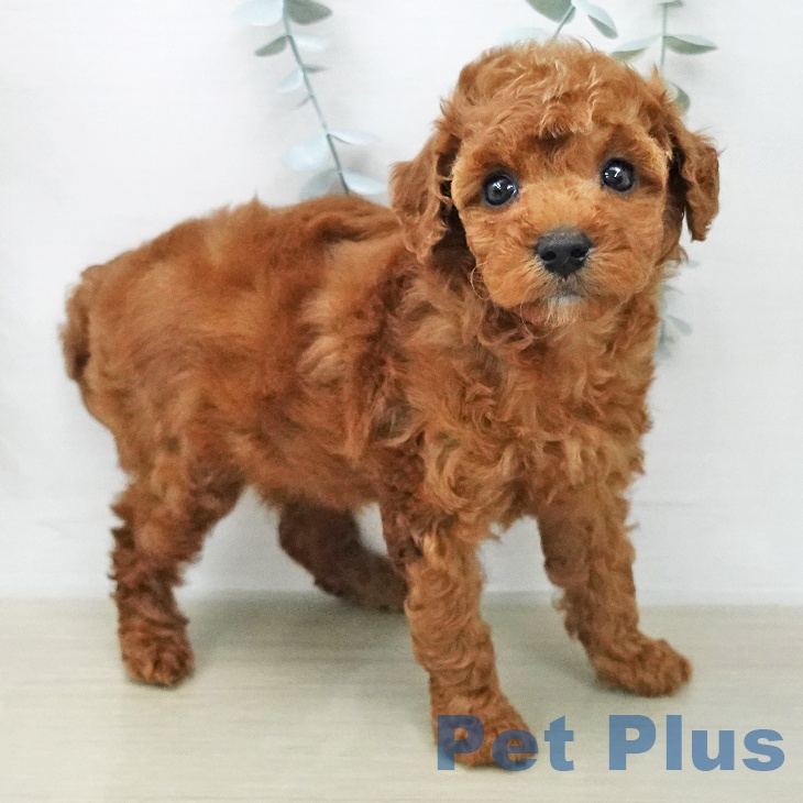 東京都のトイプードル(トイ) (ペットプラス 日の出店/2026年1月30日生まれ/女の子/レッド)の子犬の1枚目の画像