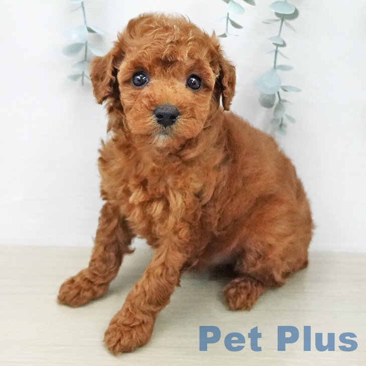 東京都のトイプードル(トイ) (ペットプラス 日の出店/2026年1月30日生まれ/女の子/レッド)の子犬の2枚目の画像