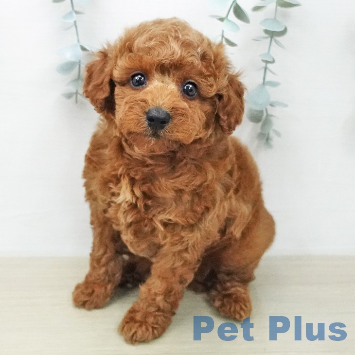 山梨県のトイプードル(トイ) (ペットプラス 甲府昭和店/2026年1月30日生まれ/女の子/レッド)の子犬の1枚目の画像