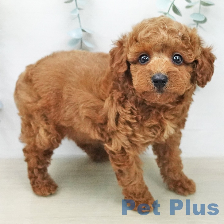 山梨県のトイプードル(トイ) (ペットプラス 甲府昭和店/2026年1月30日生まれ/女の子/レッド)の子犬の2枚目の画像