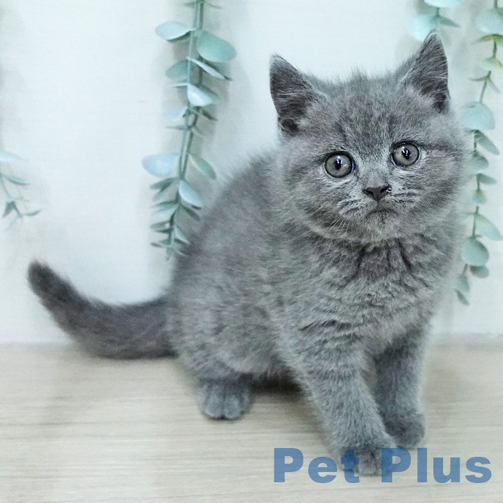 徳島県のブリティッシュショートヘアー (ペットプラス 徳島店/2026年1月23日生まれ/男の子/ブルー)の子猫の1枚目の画像