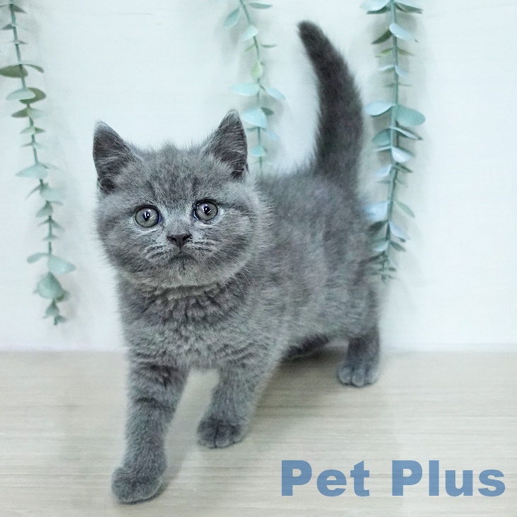 徳島県のブリティッシュショートヘアー (ペットプラス 徳島店/2026年1月23日生まれ/男の子/ブルー)の子猫の2枚目の画像