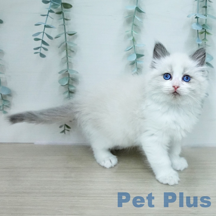 東京都のラグドール (ペットプラス 立川高島屋S.C.店/2026年1月30日生まれ/女の子/ブルーポイントバイカラー)の子猫