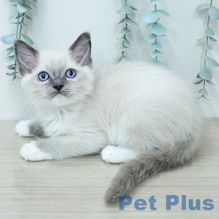 東京都のラグドール (ペットプラス 多摩平の森店/2026年1月30日生まれ/男の子/ブルーポイントミテッド)の子猫の1枚目の画像