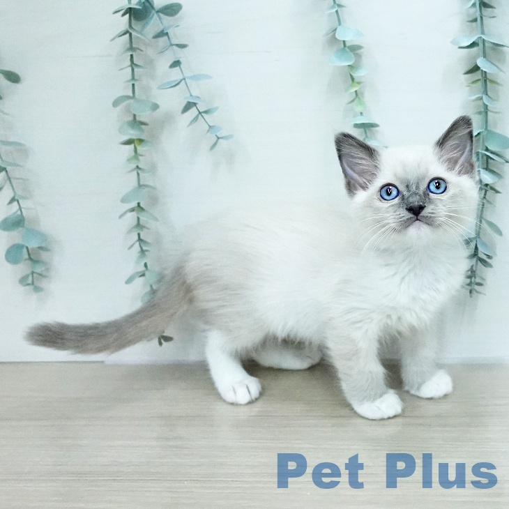 東京都のラグドール (ペットプラス 多摩平の森店/2026年1月30日生まれ/男の子/ブルーポイントミテッド)の子猫の2枚目の画像
