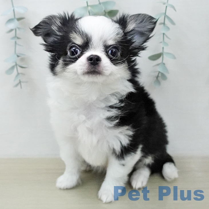埼玉県のチワワ(ロング) (ペットプラス ピオニウォーク東松山店/2026年1月10日生まれ/男の子/ブラックタンホワイト)の子犬の1枚目の画像