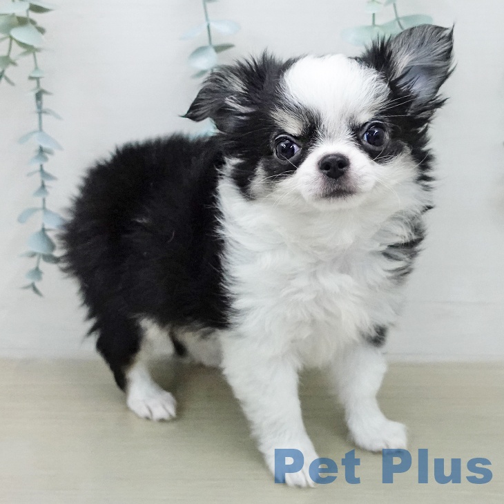 埼玉県のチワワ(ロング) (ペットプラス ピオニウォーク東松山店/2026年1月10日生まれ/男の子/ブラックタンホワイト)の子犬の2枚目の画像