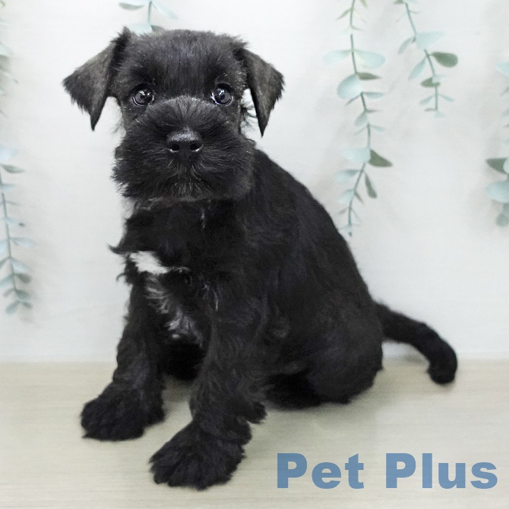 ミニチュア・シュナウザー