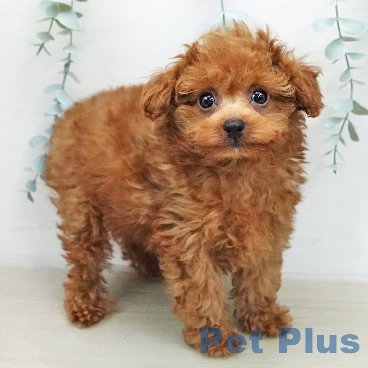 埼玉県のトイプードル(トイ) (ペットプラス 与野店/2026年1月31日生まれ/男の子/レッド)の子犬の1枚目の画像